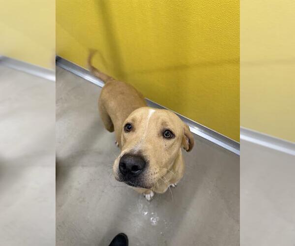 Medium Photo #2 Labrador Retriever-Unknown Mix Puppy For Sale in Temple, TX, USA