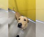 Small #1 Labrador Retriever Mix