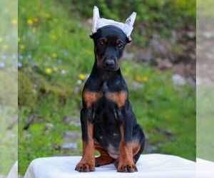 Doberman Pinscher Puppy for sale in NEWMANSTOWN, PA, USA