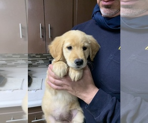 Golden Retriever Puppy for sale in FREDONIA, KY, USA