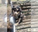 Small Photo #70 Australian Shepherd Puppy For Sale in FARMVILLE, VA, USA