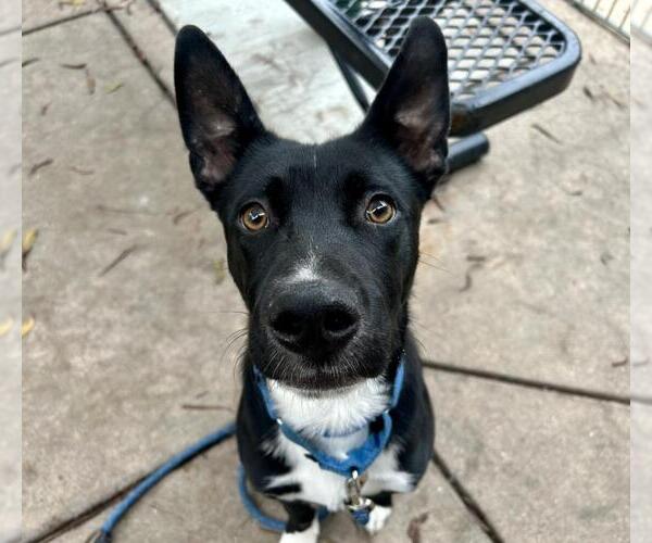 Medium Photo #1 Mutt Puppy For Sale in Martinez, CA, USA