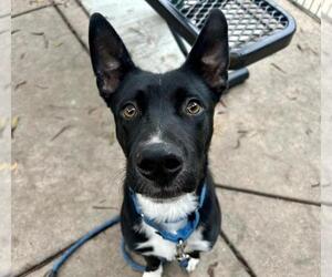 Mutt Dogs for adoption in Martinez, CA, USA