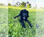 Small Photo #13 Labradoodle-Poodle (Standard) Mix Puppy For Sale in COOKEVILLE, TN, USA