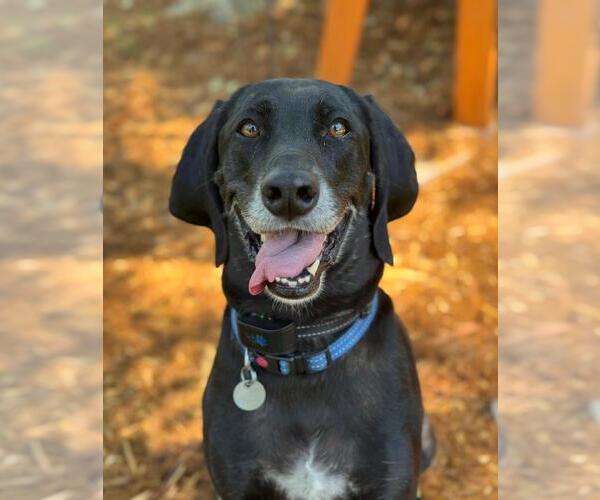 Medium Photo #1 American Foxhound-Weimaraner Mix Puppy For Sale in Woodland, CA, USA