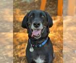 Small American Foxhound-Weimaraner Mix