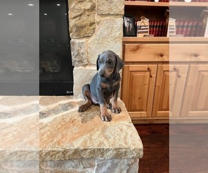 Medium Doberman Pinscher
