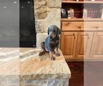 Puppy Blue Boy One Doberman Pinscher