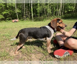 Father of the Beagle puppies born on 04/23/2025