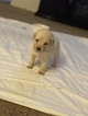 Small #16 Goldendoodle