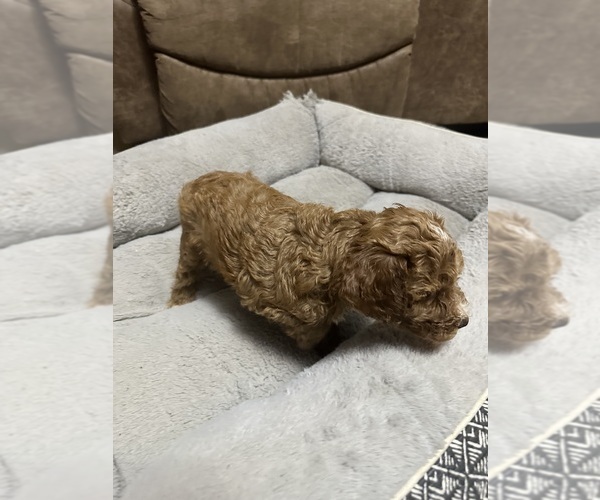 Medium Photo #12 Poodle (Miniature) Puppy For Sale in AKELEY, MN, USA