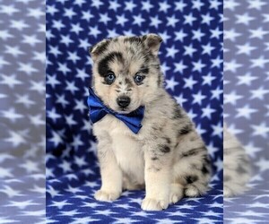 Pomsky Puppy for sale in QUARRYVILLE, PA, USA
