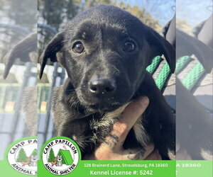 Mutt Dogs for adoption in Stroudsburg, PA, USA