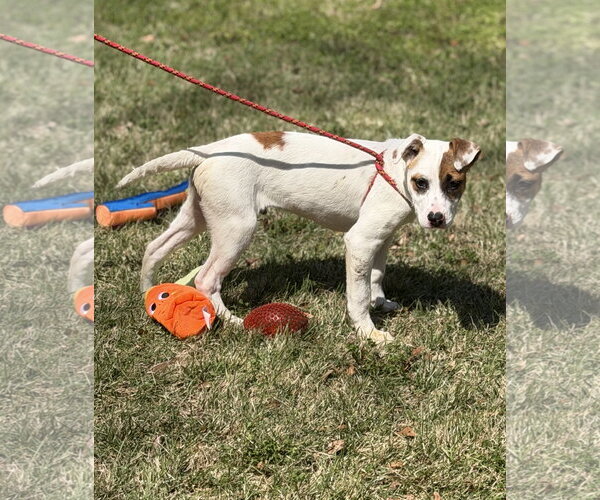 Medium Photo #4 Labrador Retriever-Unknown Mix Puppy For Sale in Yardley, PA, USA