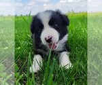 Puppy Eco Border Collie