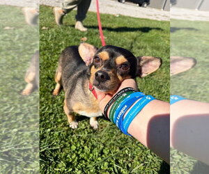 Yogi - Male Chihuahua-Unknown Mix Dog for Adoption - Photo #4