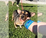 Small Photo #4 Chihuahua-Unknown Mix Puppy For Sale in Pierceton , IN, USA