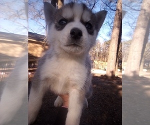 Siberian Husky Puppy for sale in FLORENCE, SC, USA