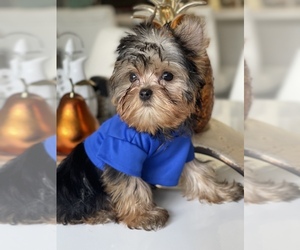 Yorkshire Terrier Puppy for sale in CORAL SPRINGS, FL, USA