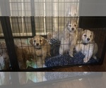 Small #10 Cock-A-Poo-Maltipoo Mix