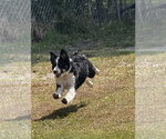 Small #5 Australian Shepherd