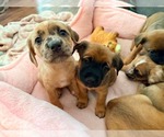 Small #2 Golden Dox