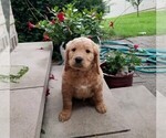 Small Photo #3 Goldendoodle Puppy For Sale in FISHERS, IN, USA