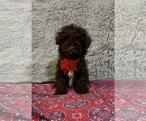 Poodle (Toy) Puppy for sale in JEFFERSONVILLE, IN, USA
