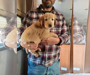 Golden Retriever Puppy for sale in KINGMAN, AZ, USA