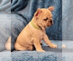 Small Photo #8 French Bulldog Puppy For Sale in WINDYVILLE, MO, USA