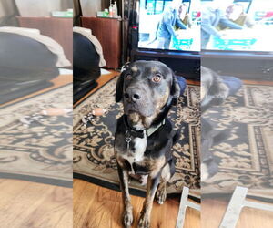 Labrottie Dogs for adoption in St. Louis Park, MN, USA