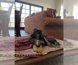 German Shepherd Dog Puppy for sale in TEMECULA, CA, USA