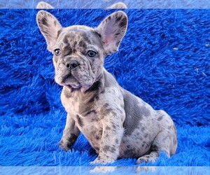 French Bulldog Puppy for sale in BOSTON, MA, USA