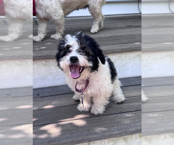 Medium Photo #8 Mutt Puppy For Sale in Oak Bluffs, MA, USA