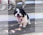 Small #7 Mutt
