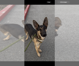 German Shepherd Dog Dogs for adoption in Cupertino, CA, USA
