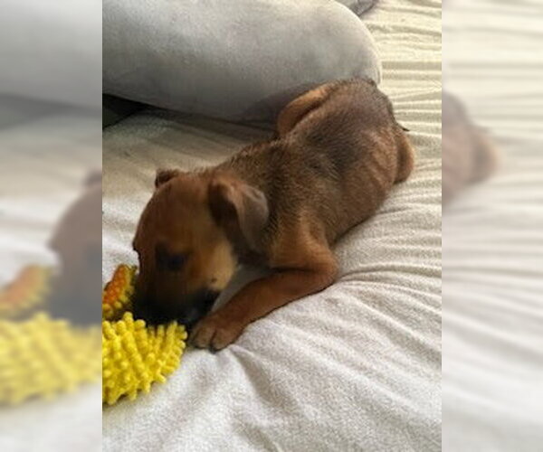 Medium Photo #5 American Staffordshire Terrier-Unknown Mix Puppy For Sale in columbia, SC, USA