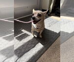 Small #1 Chihuahua