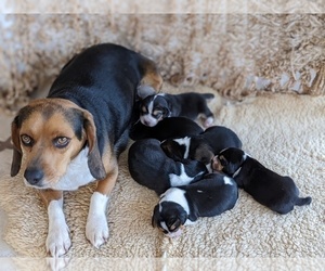 Mother of the Beagle puppies born on 01/31/2022