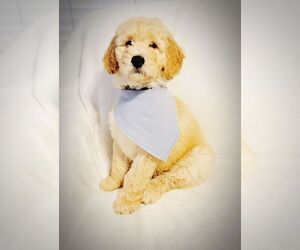 English Cream Golden Retriever-Poodle (Standard) Mix Puppy for Sale in SILSBEE, Texas USA