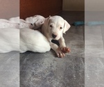 Small Photo #22 Dogo Argentino Puppy For Sale in CANON CITY, CO, USA