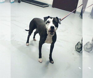 Mutt Dogs for adoption in Fayetteville, NC, USA