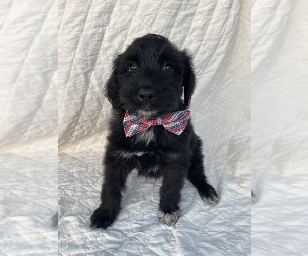 Full screen Photo #5 Aussiedoodle Puppy For Sale in AMBROSE, GA, USA