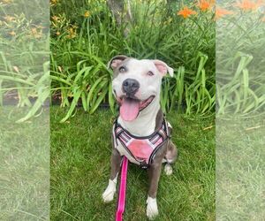 Violet - Female American Staffordshire Terrier-Unknown Mix Dog for Adoption - Photo #7