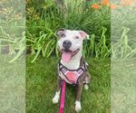 Small Photo #7 American Staffordshire Terrier-Unknown Mix Puppy For Sale in Sheboygan, WI, USA