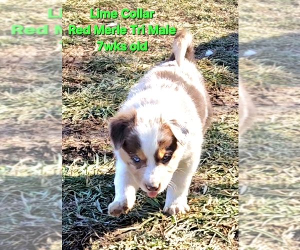 Medium Photo #43 Border Collie Puppy For Sale in BYBEE, TN, USA