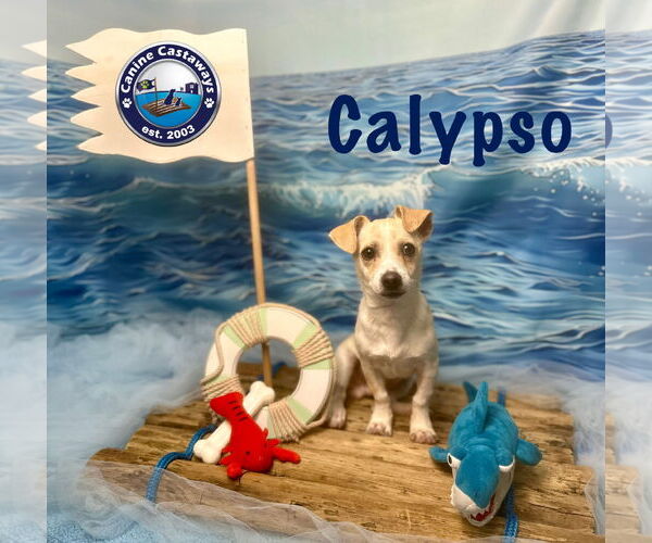 Medium Photo #2 Chihuahua-Unknown Mix Puppy For Sale in Arcadia, FL, USA