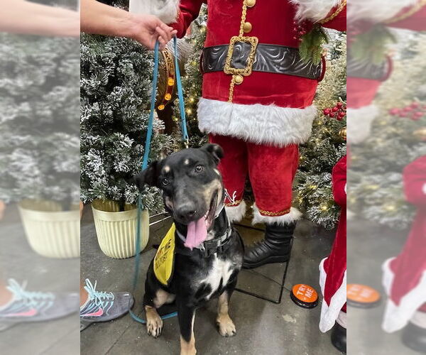 Medium Photo #4 Doberman Pinscher-Staffordshire Bull Terrier Mix Puppy For Sale in Woodland Hills, CA, USA