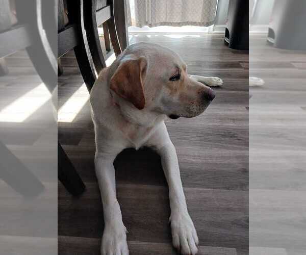 Medium Photo #7 Labrador Retriever Puppy For Sale in SILVER SPRING, MD, USA
