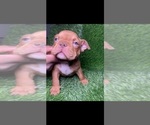 Small Photo #4 American Bully Puppy For Sale in ROGERS PARK, IL, USA